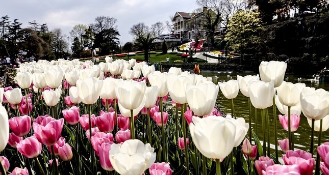 زهور التوليب تلون حدائق إسطنبول بألوانها الزاهية