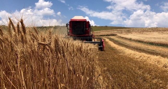 حصادة للقمح الموسمي في مزرعة في ولاية أدرنة شمال غرب تركيا ، 20 يونيو/ حزيران 2019 الأناضول