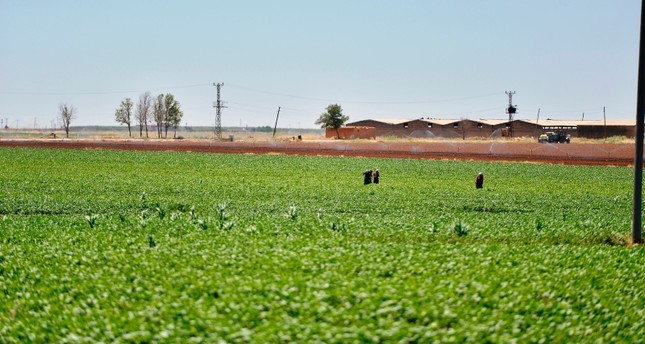 حقول في شمال سوريا من الأرشيف