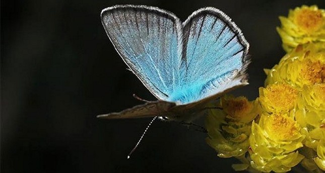 الفراشة الزرقاء متعددة العيون