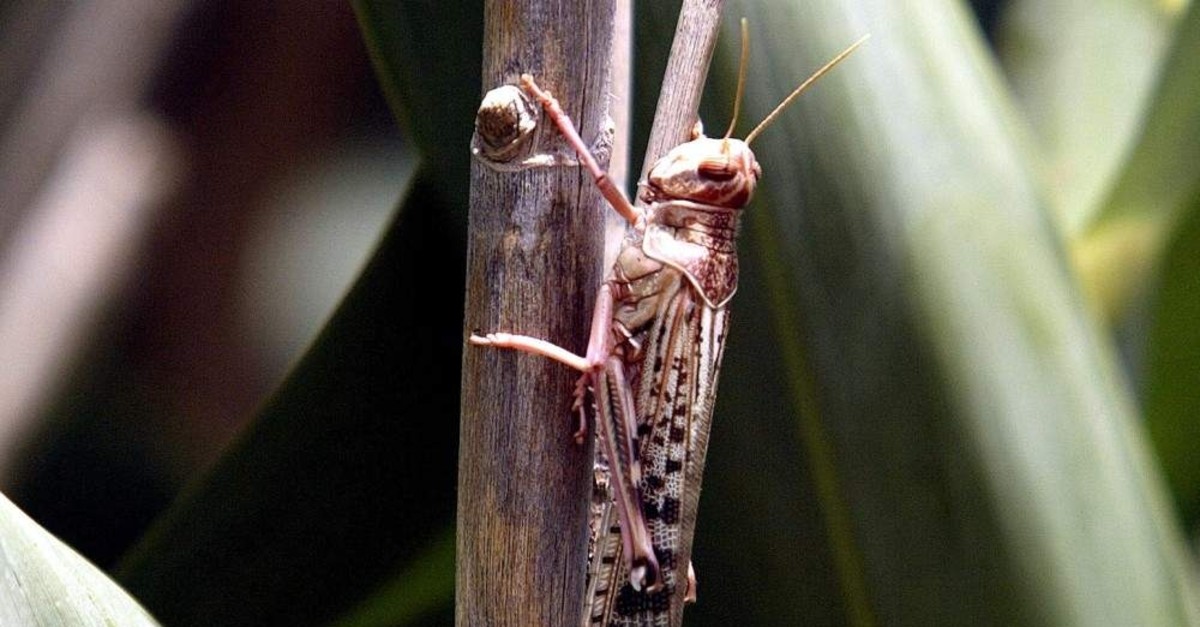 A desert locust feeds on crops in Laghouat, Algeria, July 29, 2004. Picture taken July 29, 2004. (Reuters Photo)