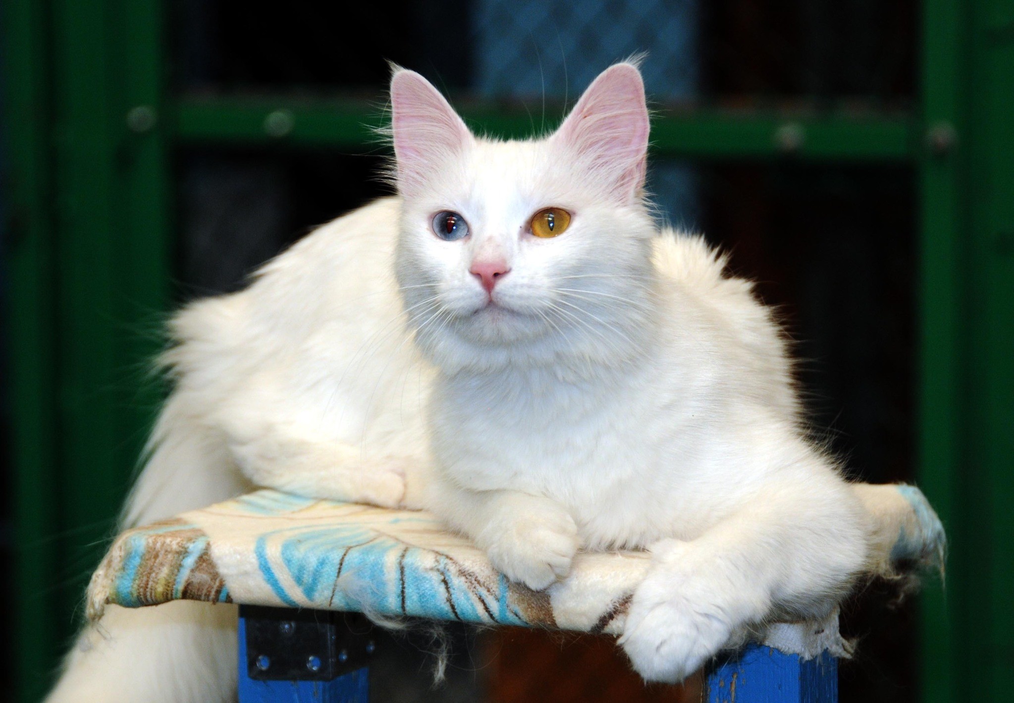 Кошка турецкий ван фото цена Cooling pool for Van cats to be built Daily Sabah