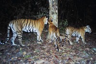 Footage of young cubs, captured by a camera trap in an eastern Thai jungle, confirms the presence of only the second known breeding population of the endangered Indochinese tiger in the world.