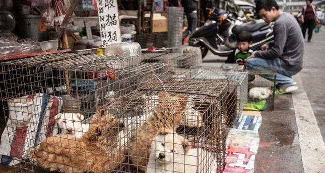 الصين تفرض حظراً شاملاً وفورياً على تجارة الحيوانات البرية وأكلها