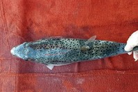 A fisherman shows a silver-cheeked toadfish caught off the coast of Fethiye, Mu?la, Oct. 19, 2019. (DHA Photo) 