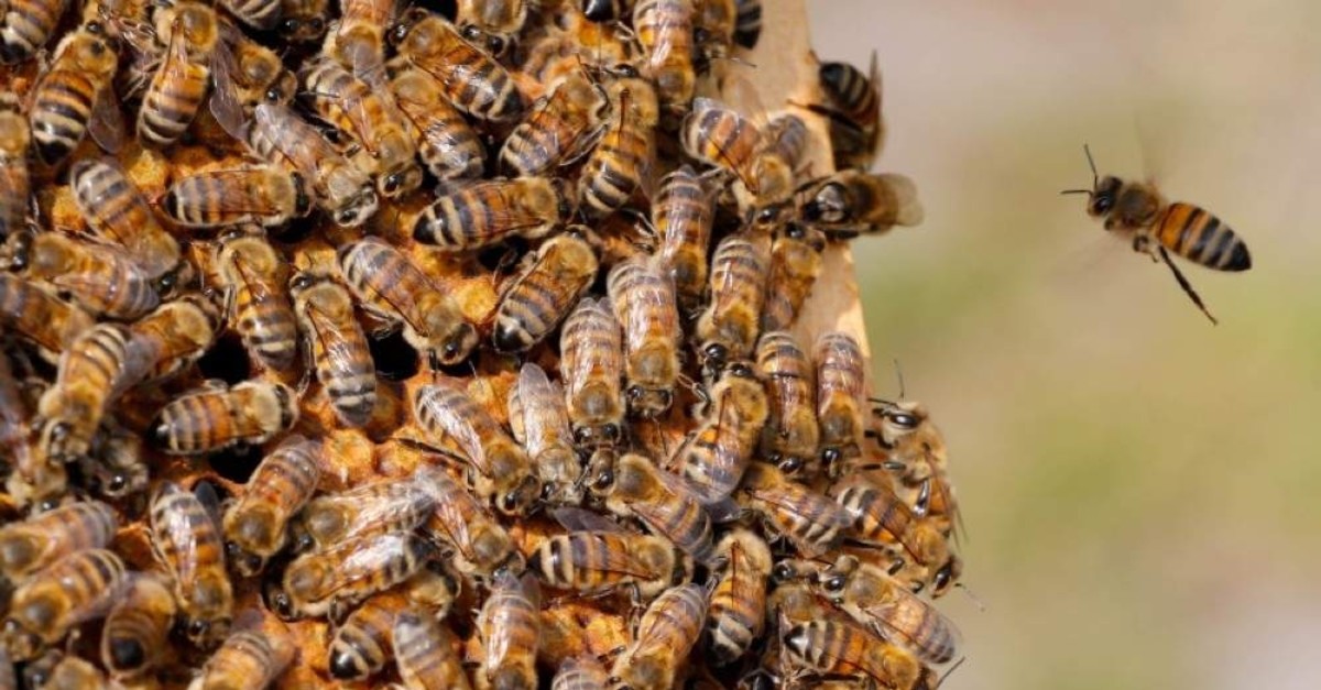 Bees are seen on the frame of a beehive in Denee, Belgium, May 15, 2018. (Reuters Photo)