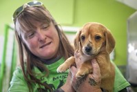 Mac's Mission animal rescue founder Rochelle Steffen holds a 10-week-old golden retriever puppy with a small tail growing between his eyes, dubbed ,Narwhal,, Wednesday, Nov. 13, 2019, in Jackson, Mo. (AP Photo)