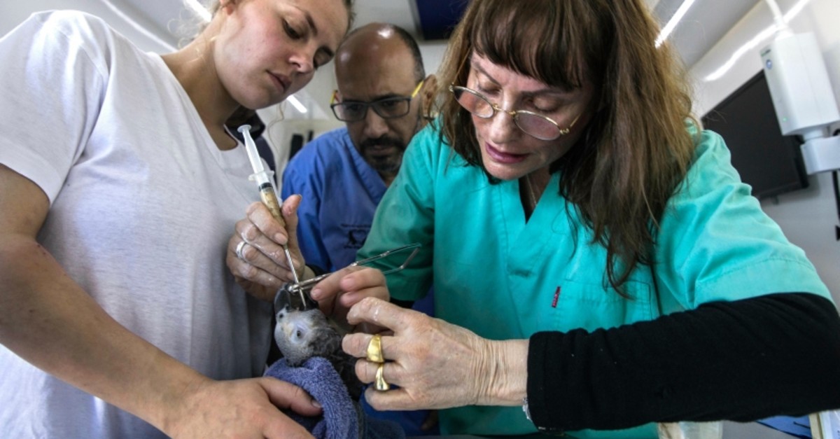 An African grey parrot, is treated by Israeli veterinarians Shlomit Levy, right, and Ofer Zadok center, from an Israeli wildlife organization, at the Erez crossing on the Israel--Gaza border, Tuesday, March 19, 2019. (AP Photo)