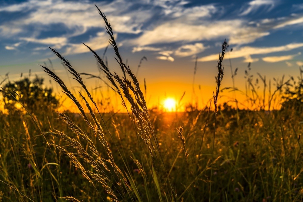 Climate change, population growth and food security has forced farmers and big cultivators to search for innovative solutions. 