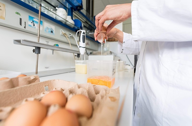 Picture taken on August 4, 2017 shows an employee of the chemical veterinary examination office working on eggs at the institute in Muenster, northwestern Germany, in order to analyse them on toxic residues. (AFP Photo)