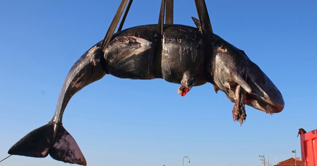In this photo taken on Friday, March 29, 2019 and provided by SEAME Sardinia Onlus, a whale is lifted up onto a truck after being recovered off Sardinia island, Italy. (AP Photo)