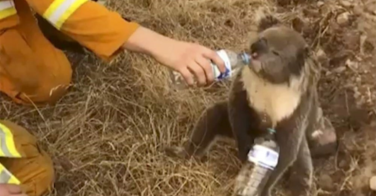 In this image made from video taken on Dec. 22, 2019, and provided by Oakbank Balhannah CFS, a koala drinks water from a bottle given by a firefighter in Cudlee Creek, South Australia (AP Photo)