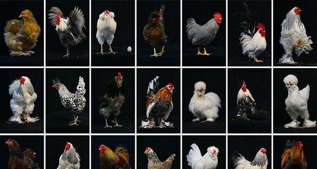 موسوعة انواع الدجاج --1545391943662