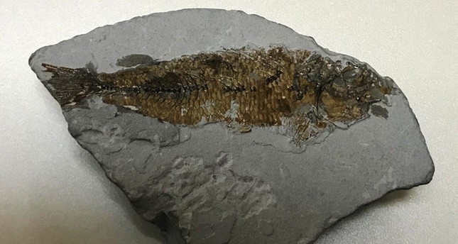 تركيا.. العثور على أحفورة سمكة عمرها يفوق 11 مليون عام