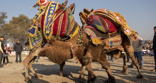 160 جملاً شاركوا في منافسات النسخة الـ 41 من مهرجان أفس سلجوق لمصارعة الجمال في أزمير، تركيا الأناضول