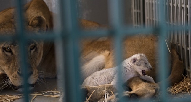 Lion rescued from Syrian zoo gives birth hours after arriving in Jordan reserve