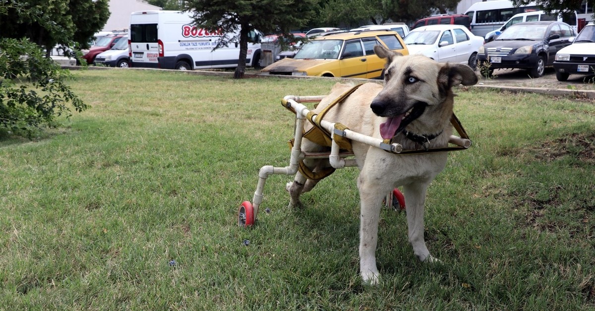 Boz is able to roam the streets on his own once again thanks to makeshift legs.