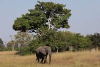 A young bull elephant is seen in the Okavango Delta, Botswana, April 25, 2018. (Reuters Photo)