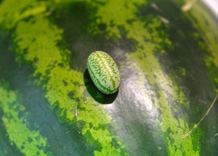 Turkish firm produces bite-sized watermelons