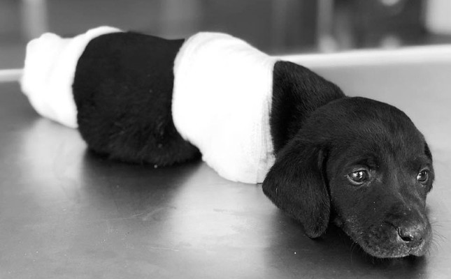 puppy dies after four