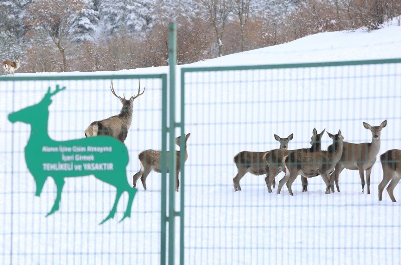 Winter beauties in Turkey's first fauna display area