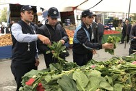 Officials gather spinach samples from markets for analysis in Istanbul, Turkey, Nov. 5, 2019. (IHA Photo)