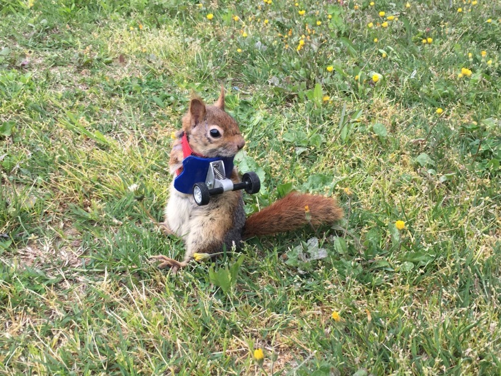 Karamel can now walk or run with the implanted wheels though it will take time to climb trees, a carer says.