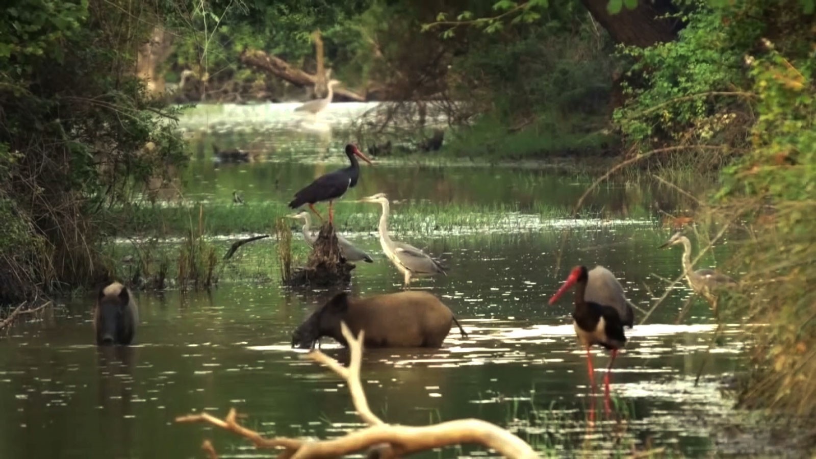 Водно-болотные угодья Караджабей стали домом многим видам животных и растений