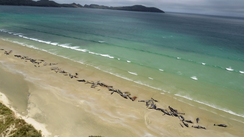 In this Sunday, Nov. 25, 2018 photo, pilot whales lie beached at Mason Bay, Rakiura on Stewart Island, New Zealand. As many as 145 pilot whales have died after the mass stranding which was discovered by a hiker on Saturday, Nov. 24, 2018. (AP Photo)