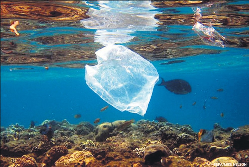 The worldu2019s oceans and their inhabitants suffer from excessive plastic bag usage.