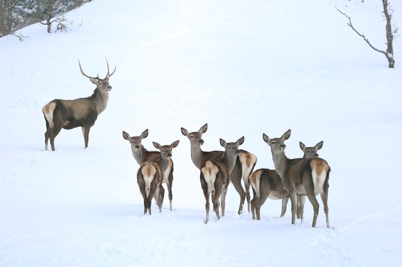 Winter beauties in Turkey's first fauna display area