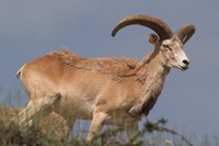 Anatolian wild sheep, also known as mouflon.
