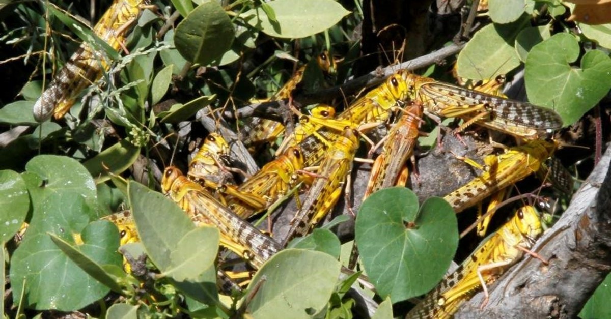 Desert locusts are seen within a grazing land in Lemasulani village, Samburu County, Kenya Jan. 17, 2020. (Reuters File Photo)