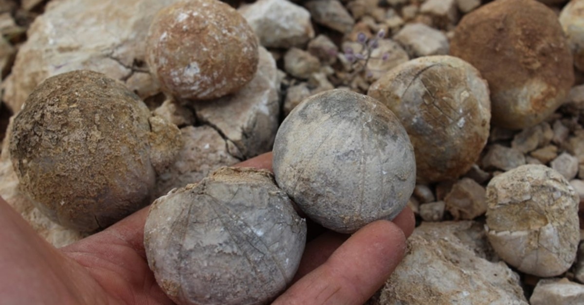 Turkish shepherd stumbles upon 85-million-year-old sea urchin fossil in  southeastern Turkey | Daily Sabah