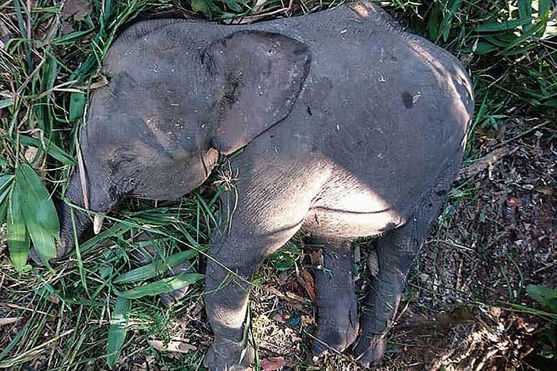 This undated handout photo released by Sabah Wildlife Department on July 26, 2018 shows the body of a Borneo pygmy elephant in Kampung Kuala Tongod on Borneo island. (AFP Photo/Sabah Wildlife Department)
