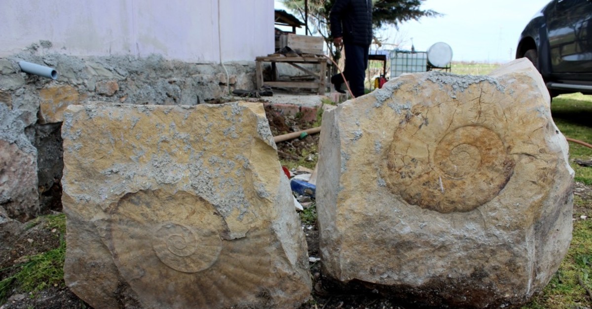 Giant snail fossil were found in two blocks of stone.