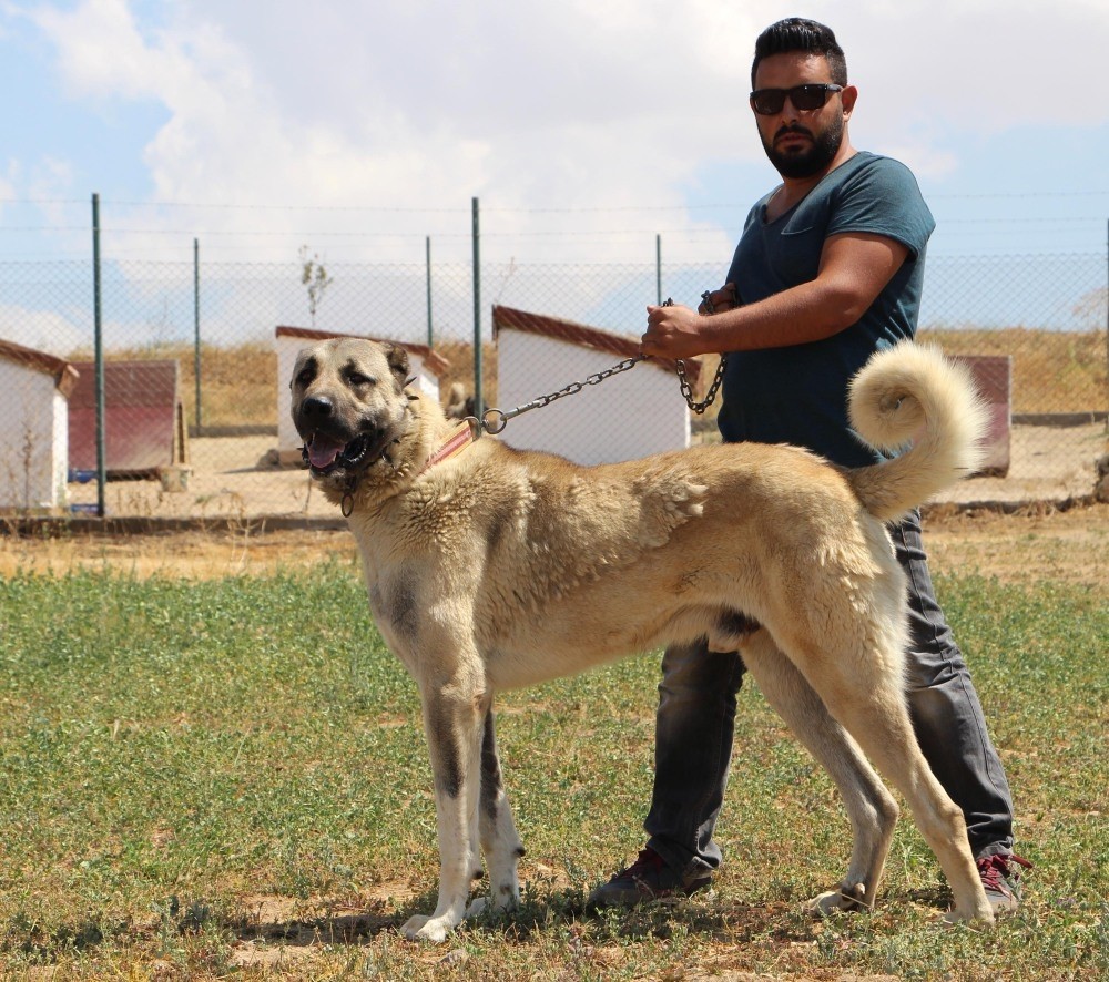 Breeder Murat Tau015fdelen, who supplied Kangal dogs to riot police, poses with one.