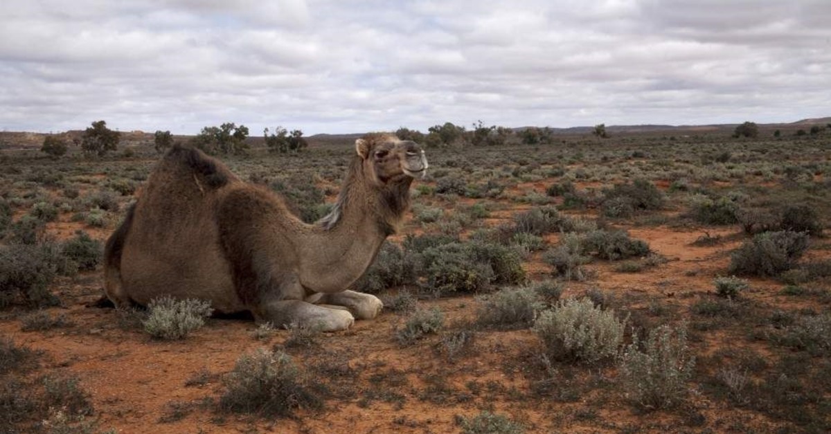 Turkish vets, aid group say 'savage' cull of camels in Australia not