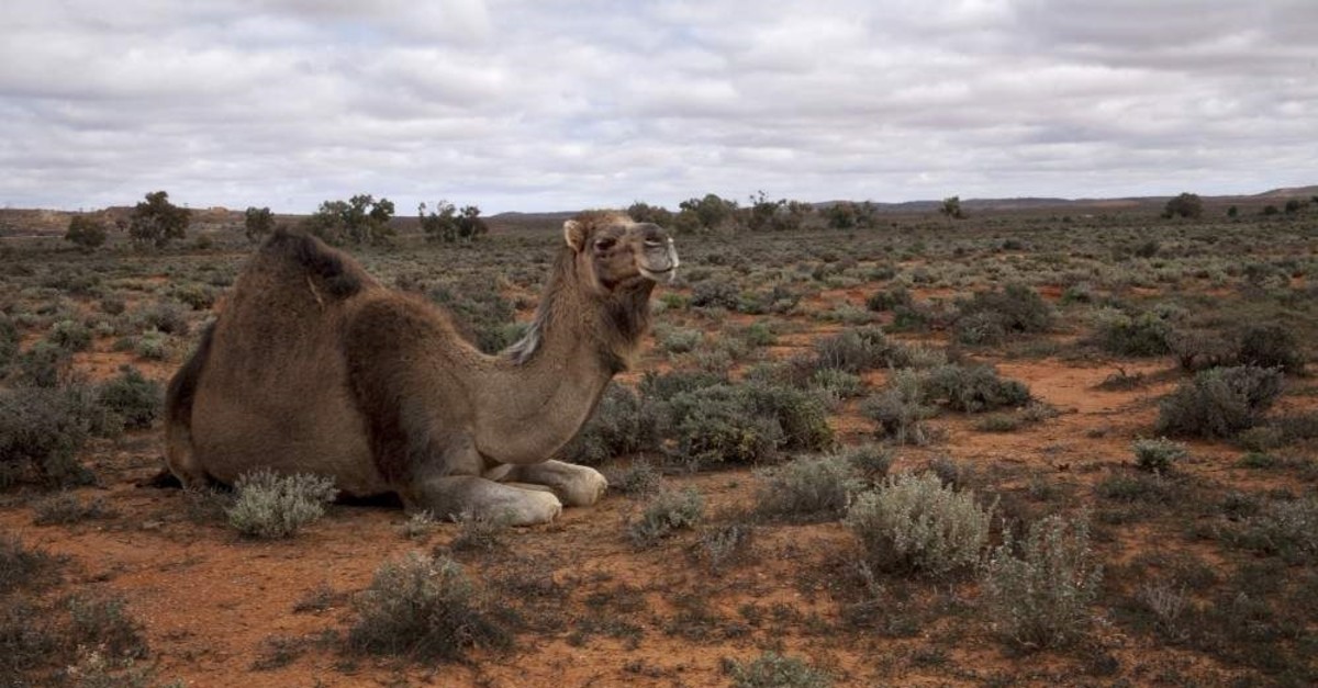 A single humped wild camel sits peacefully in the arid outback of Australia. (iStock Photo)
