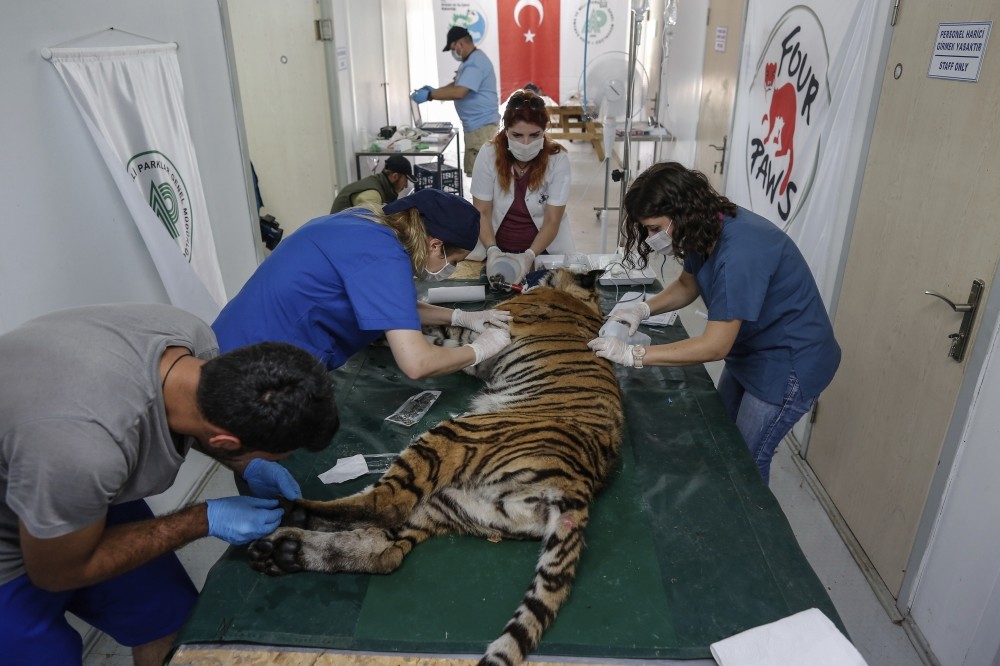 Vets treating a tiger at the shelter in Bursa for animals evacuated from Syria.