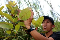 This picture taken on December 25, 2018 shows Indonesian kratom grower Gusti Prabu tending to his plants at a farm in Pontianak, West Kalimantan. (AFP Photo)