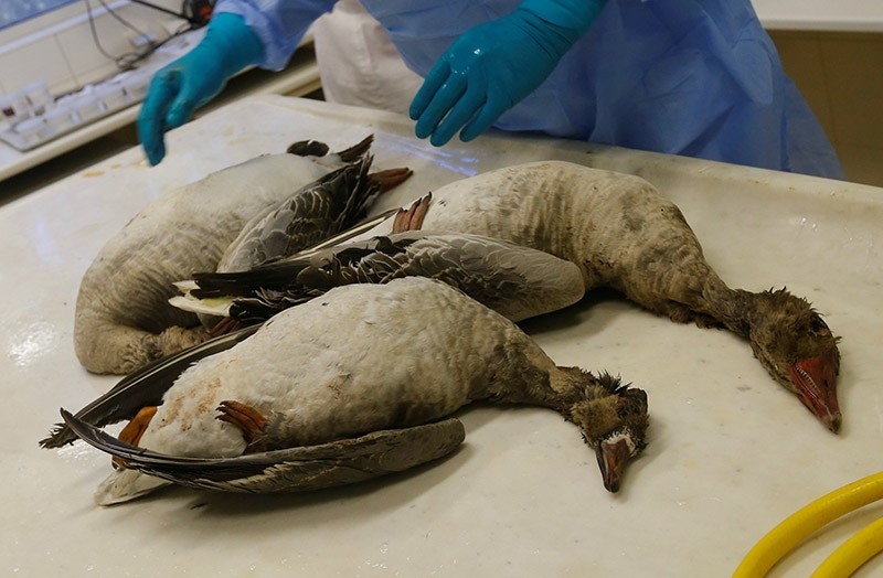 A laboratory worker carries out an autopsy on dead wild geese, looking for evidence of the bird flu virus. Jan. 2017. (Reuters File Photo)