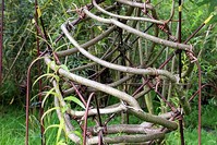 Tree growing in the shape of a lamp in a furniture farm in Derbyshire, Britain.