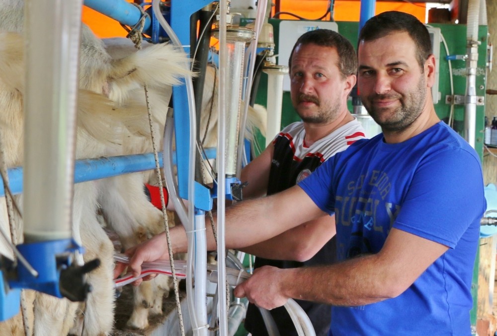 Chemist Cansu Cansunal (L) and food engineer Ozan Ektik (R) working at a dairy and goat farm that they established with the help of a bank loan in Balu0131kesir.
