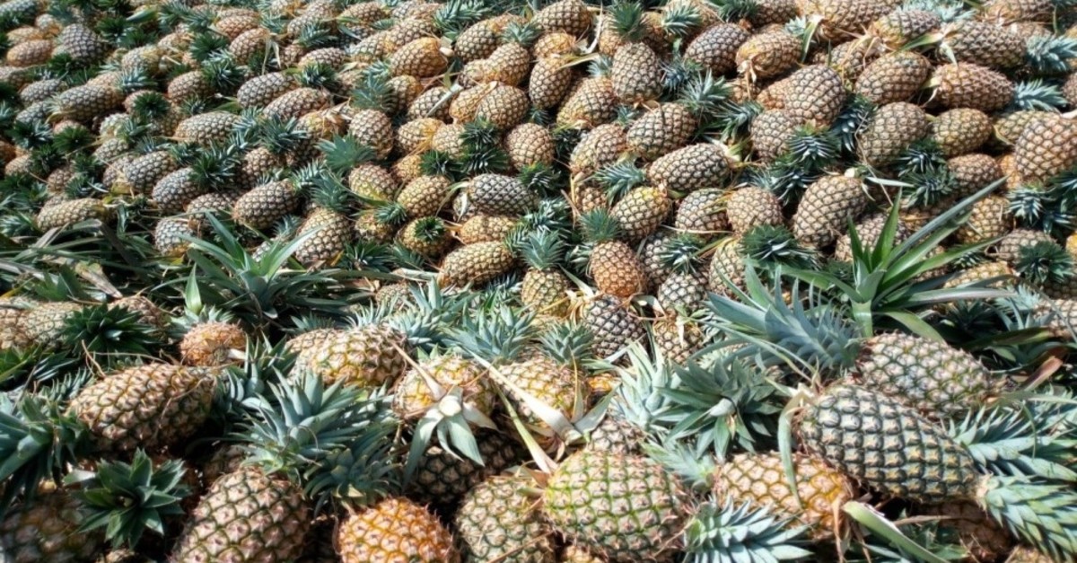 Steps to successfully establish and run a pineapple farm