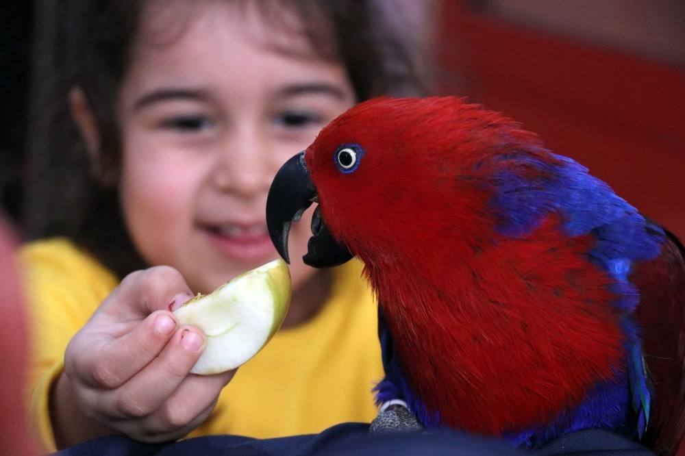 A student feeds a parrot that has become the mascot of the school.