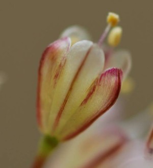 Allium Istanbulenese (İHA Photo)