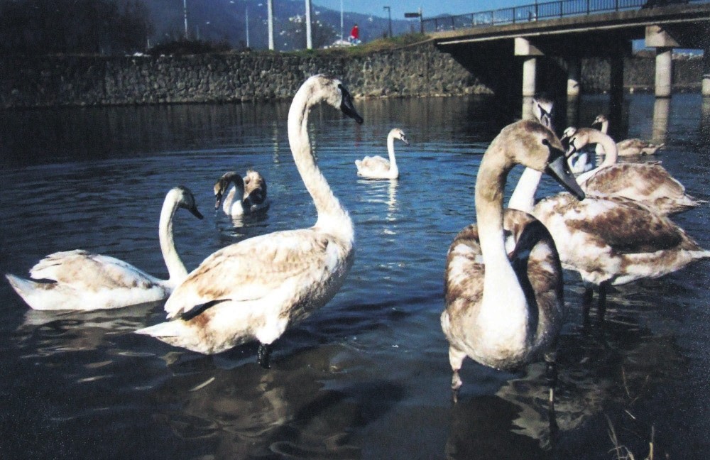 Swans, affected badly due to climate change and pollution in the Black Sea region, in Ordu province at the Black Sea coast. In the past year, swans migrating to many Black Sea cities, including Ordu, was very low.