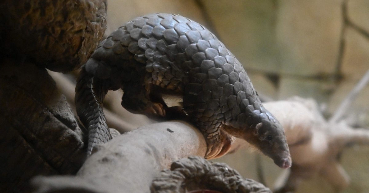 This picture taken on July 22, 2019 shows a Formosan Pangolin at the Taipei zoo. (AFP Photo)