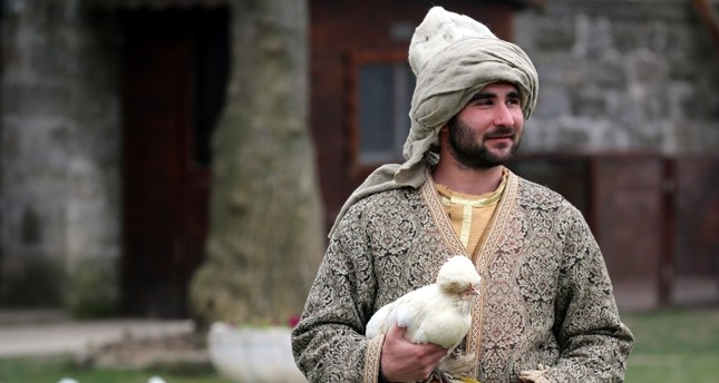 دجاجات السلطان تترعرع في متحف تركي